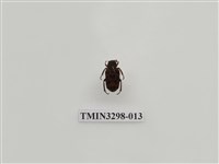 藏品(叉斑陷紋金龜)的圖片